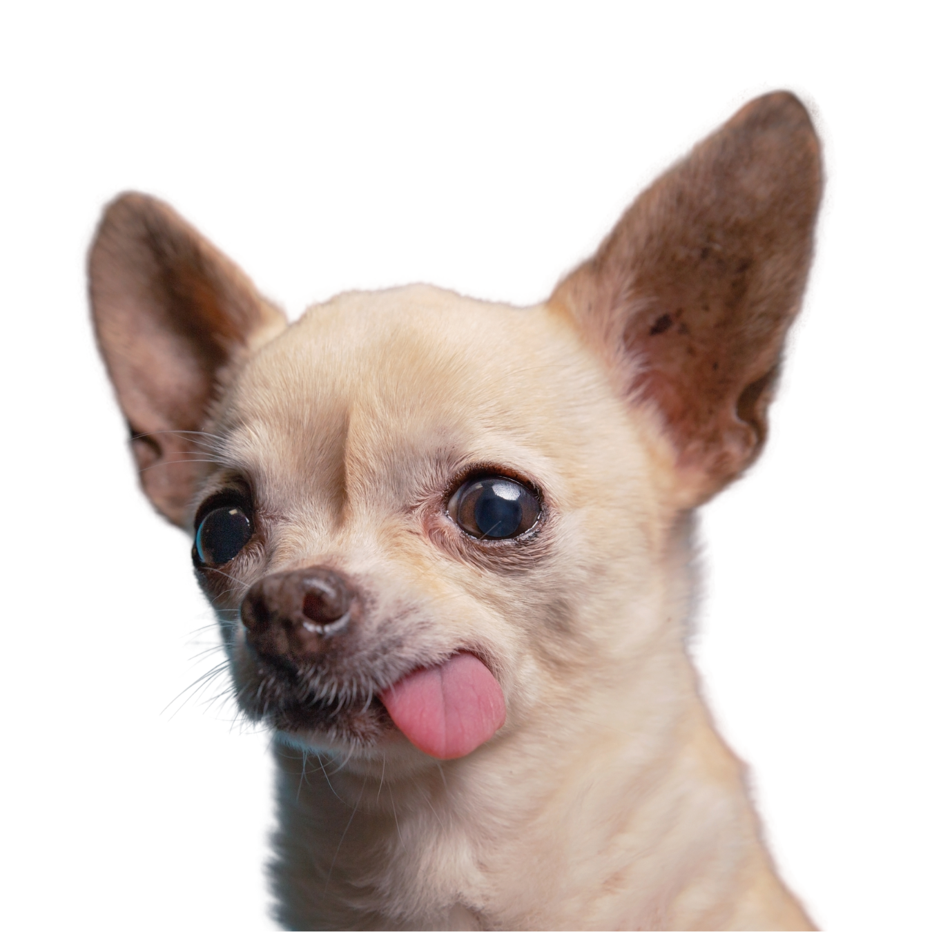 Animali d’affezione in condominio. Quando emergono profili di responsabilità penale?